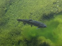 Salmo trutta ssp fario 1, Forel, Saxifraga-Jan van der Straaten