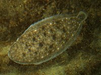 Solea solea, Common Sole