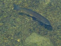 Squalius cephalus, Chub