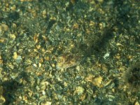 Callionymus maculatus, Spotted Dragonet