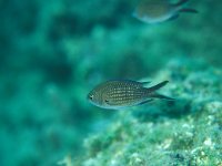 Chromis chromis 2, Zwaluwstaartvis, Saxifraga-Eric Gibcus