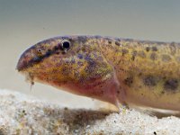 Cobitis taenia 17, Kleine modderkruiper, Saxifraga-Rudmer Zwerver  Close up of the head of spotted weather loach (Cobitis taenia) : Cobitidae, Cobitis, Cobitis taenia, animal, aqua, aquarium, aquatic, europe, european, exotic, fauna, fish, fishing, food, freshwater, lake, loach, marine, nature, object, ocean, pet, pond, river, silhouette, spined, spotted weather loach, sushi, swim, tank, themes, underwater, weather loach, wildlife