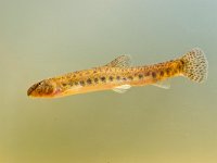 spotted weather loach  spotted weather loach swimming : Cobitidae, Cobitis, Cobitis taenia, animal, aqua, aquarium, aquatic, europe, european, exotic, fauna, fish, fishing, food, freshwater, lake, loach, marine, nature, object, ocean, pet, pond, river, silhouette, spined, spotted weather loach, sushi, swim, tank, themes, underwater, weather loach, wildlife