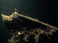 Cottus gobio 11, Rivierdonderpad, Saxifraga-Eric Gibcus