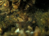 Cottus gobio 20, Rivierdonderpad, Saxifraga-Eric Gibcus