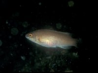 Ctenolabrus rupestris, Goldsinny Wrasse