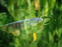 Cyprinus carpio 10, Karper, Saxifraga-Bart Vastenhouw