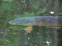 Cyprinus carpio 8, Karper, Saxifraga-Bart Vastenhouw