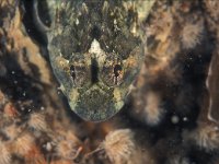 Enophrys babalis 12, Saxifraga-Eric Gibcus