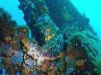 Epinephelus marginatus 2, Bruine tandbaars, Saxifraga-Tom Heijnen