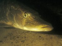 Esox lucius 4, Snoek, Saxifraga-Eric Gibcus