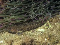 Gobius bucchichi, Bucchich's Goby