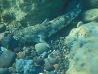 Gobius cobitis, Giant Goby