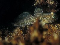 Gobius niger 1, Zwarte Grondel, Saxifraga-Eric Gibcus