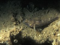 Gobius niger 6, Zwarte Grondel, Saxifraga-Eric Gibcus