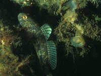 Gobius niger 8, Zwarte Grondel, Saxifraga-Eric Gibcus