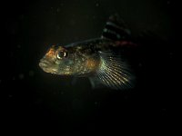 Gobiusculus flavescens, Two-spotted Goby