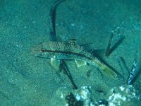 Mullus barbatus, Red Mullet