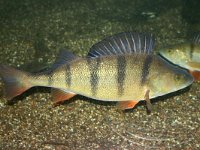 Percia fluviatilis, European perch