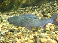 Thymallus thymallus, Grayling