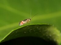 Graphopsocus cruciatus 4, Saxifraga-Tom Heijnen