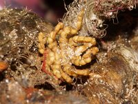 Pycnogonum litorale 2, Michelinmannetje, Saxifraga-Foto Fitis-Sytske Dijksen