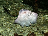 Raja clavata 3, Stekelrog, Saxifraga-Foto Fitis-Sytske Dijksen