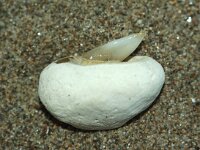 Raja clavata 5, Stekelrog, Saxifraga-Foto Fitis-Sytske Dijksen