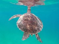 Chelonia mydas 2, Soepschildpad, Saxifraga-Tom Heijnen