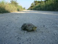 Emys orbicularis 10, Europese moerasschildpad, Saxifraga-Dirk Hilbers