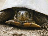 Emys orbicularis 12, Europese moerasschildpad, Saxifraga-Tom Heijnen