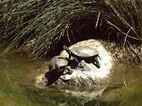 Emys orbicularis 13, Europese moerasschildpad, adult, Saxifraga-Theo Verstrael