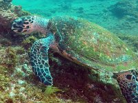 Eretmochelys imbricata 3, Karetschildpad, Saxifraga-Tom Heijnen