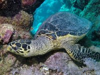 Eretmochelys imbricata 6, Karetschildpad, Saxifraga-Tom Heijnen