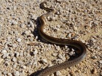 Hierophis gemonensis 2, Balkantoornslang, Saxifraga-Ed Stikvoort : Krk a900