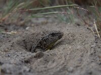 Lacerta agilis 104, Zandhagedis, female, Saxifraga-Simone van Velzen