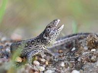 Lacerta agilis 92, Zandhagedis, Saxifraga-Luuk Vermeer