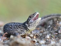 Lacerta agilis 97, Zandhagedis, Saxifraga-Luuk Vermeer