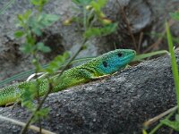 Lacerta bilineata, Green Lizard