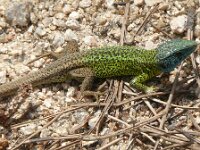 Lacerta schreiberi 5, Saxifraga-Hans Grotenhuis
