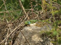 Lacerta viridis