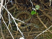 Natrix maura 16, Saxifraga-Hans Grotenhuis