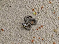 Natrix natrix 64, Ringslang, juvenilel, Saxifraga-Hans Grotenhuis