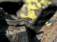 Podarcis hispanica 2, female, Spaanse muurhagedis, Saxifraga-Jan van der Straaten