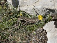 Podarcis muralis 106, Muurhagedis, Saxifraga-Willem van Kruijsbergen