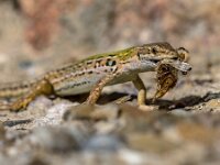 Common wall lizard with prey  Italian common wall lizard (Podarcis muralis) with prey on a stone wall in Tuscany, Italy, April. : Murlo, Podarcis, Podarcis muralis, Sienna, animal, black, brown, building, butterfly, camouflage, climbing, closeup, common, common wall lizard, environment, europe, european, european wall lizard, fauna, green, habitat, herpetology, insect, invasive species, lacerta, lacertidae, lizard, lizards, macro, moth, muralis, natural, nature, outdoor, predator, prey, reptile, reptiles, reptilian, rock lizard, scale, skin, tail, tuscany, viviparous, wall, wall lizard, wild