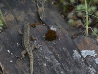 Podarcis muralis 98, Muurhagedis, Saxifraga-Willem van Kruijsbergen