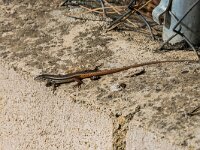 Psammodromus algirus 44, Algerijnse zandloper, adult male, Saxifraga-Theo Verstrael