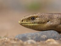 Portrait of Sheltopusik (Pseudopus apodus)  The Sheltopusik,  Scheltopusik, or European Legless Lizard (Pseudopus apodus) is a large glass lizard found from southern Europe to Central Asia. : Europe, Greece, adult, animal, basking, behavior, close up, close-up, crawl, crawling, creep, creeping, desert, eye, fauna, head, least concern, looking at camera, low angle view, macro, may, mud, one animal, portrait, profile, reptile, resting, sand, side view, skin, spring, springtime, worm's-eye view