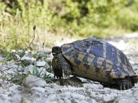 Testudo hermanni 13, Griekse landschildpad, Saxifraga-Tom Heijnen